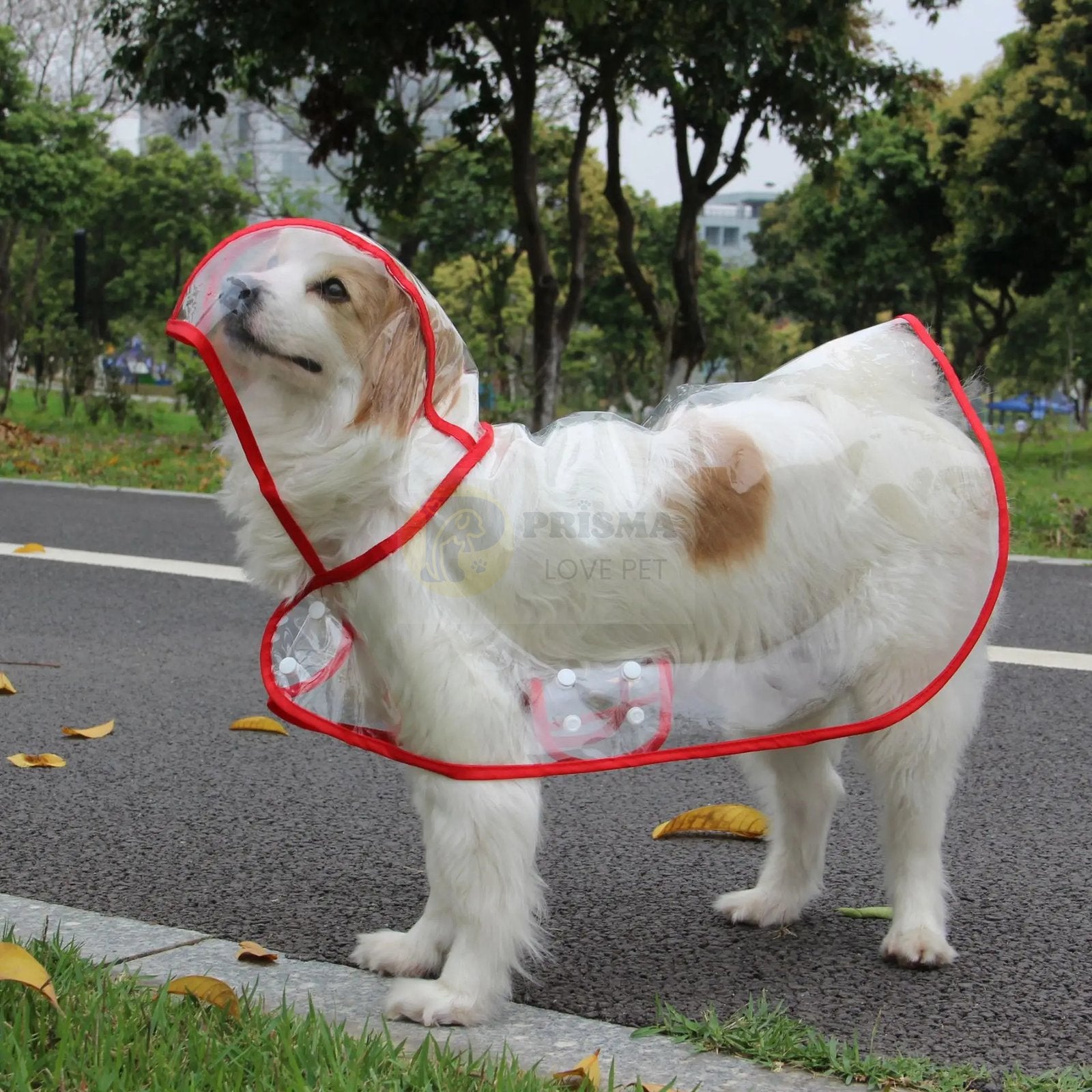 Capa de chuva transparente para cachorro