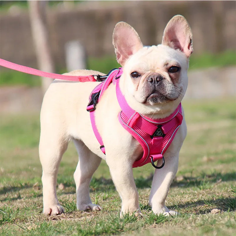 Conjunto de Coleira e Peitoral para Cães ConfortoPet