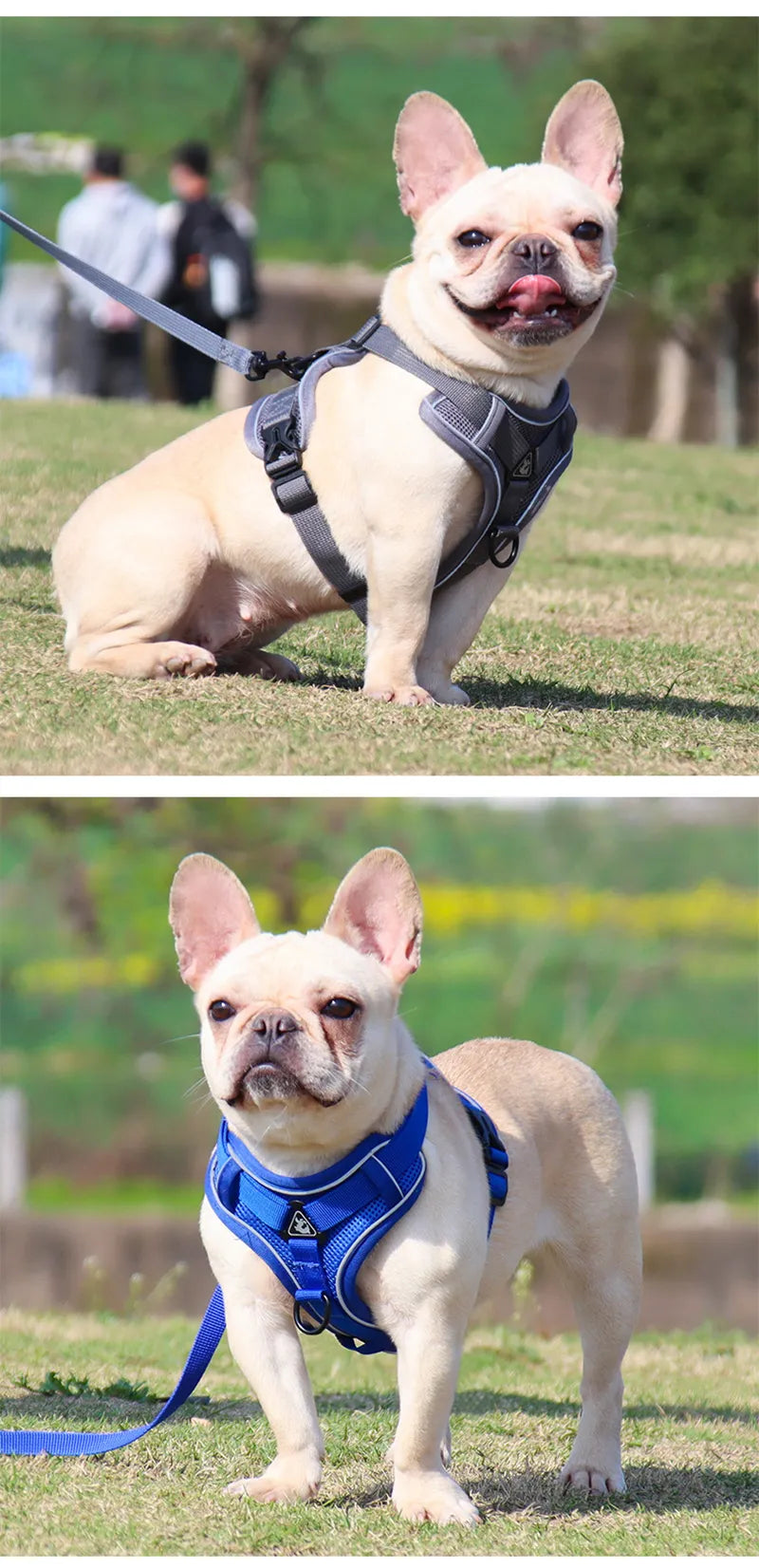 Conjunto de Coleira e Peitoral para Cães ConfortoPet